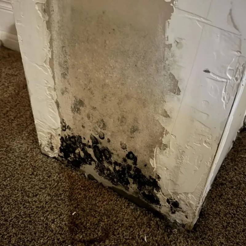 Professional Mold Removal in Holgate, OH